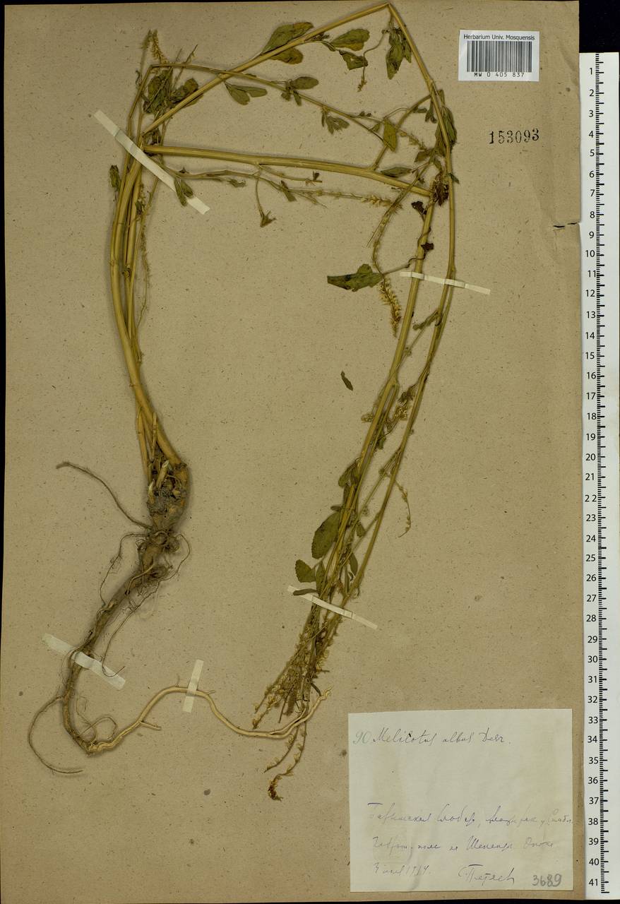 Melilotus albus Medik., Eastern Europe, Middle Volga region (E8) (Russia)