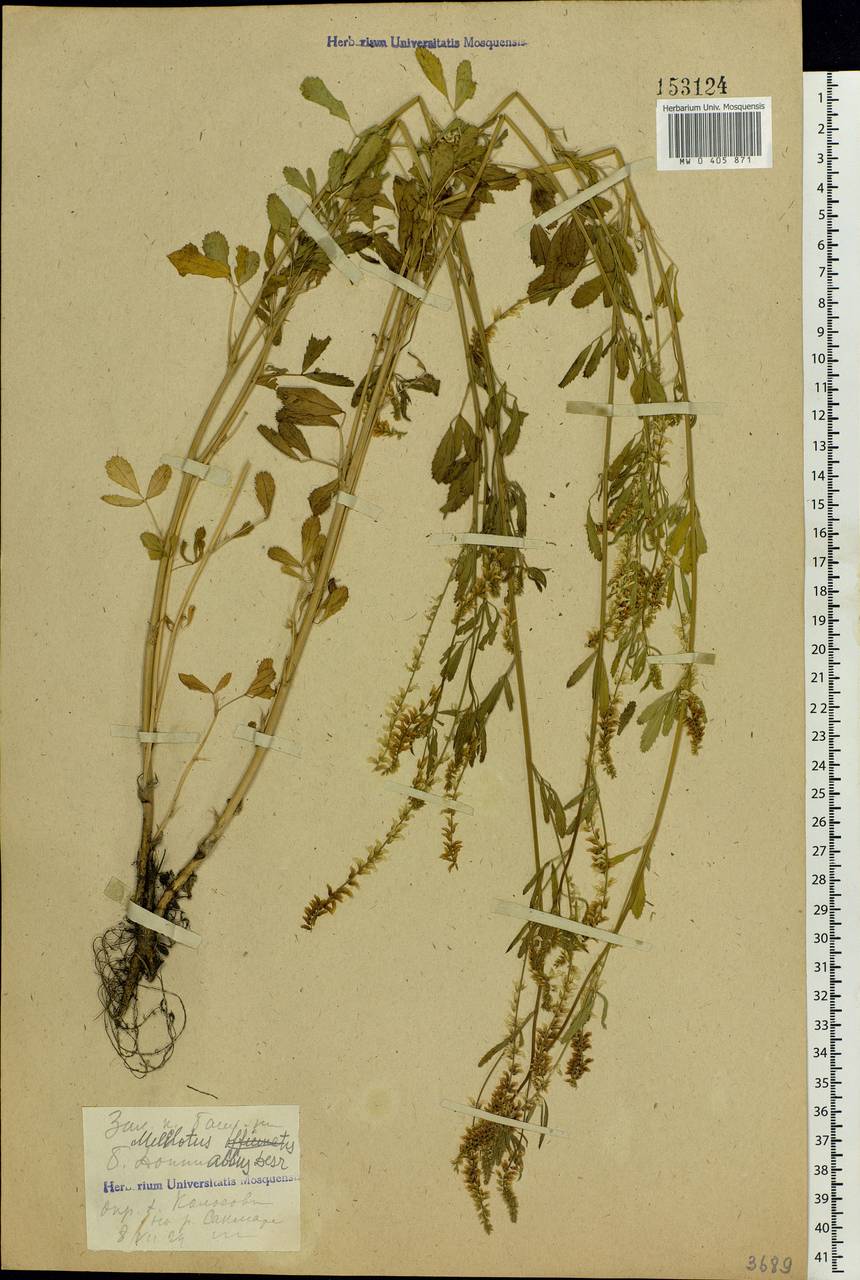 Melilotus albus Medik., Eastern Europe, Eastern region (E10) (Russia)