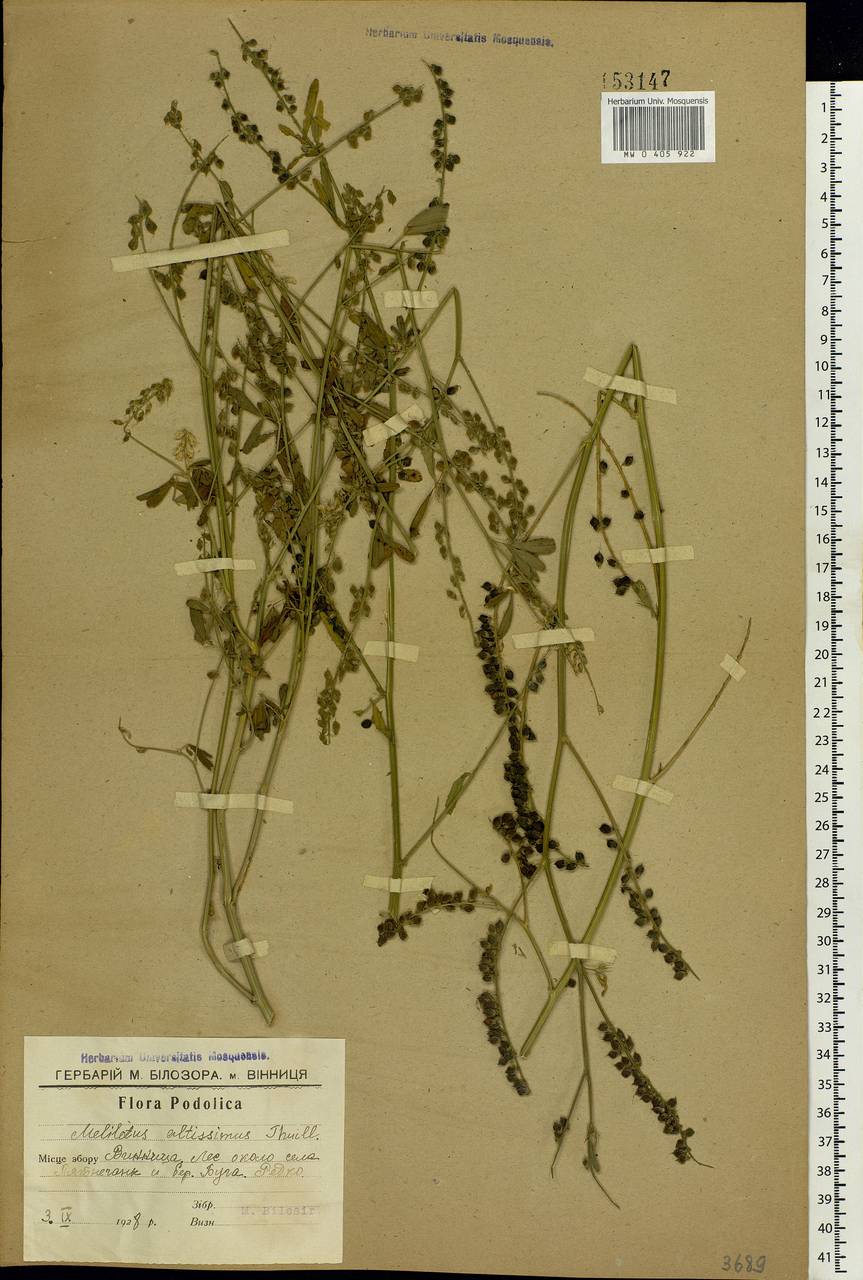 Melilotus altissimus Thuill., Eastern Europe, South Ukrainian region (E12) (Ukraine)
