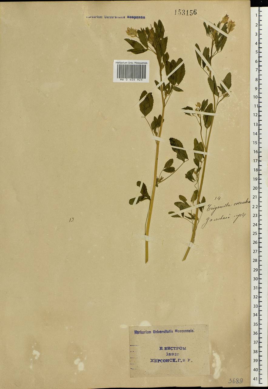 Trigonella caerulea (L.) Ser., Eastern Europe, South Ukrainian region (E12) (Ukraine)