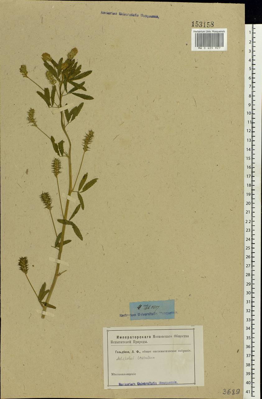 Trigonella caerulea (L.)Ser., Eastern Europe, Rostov Oblast (E12a) (Russia)