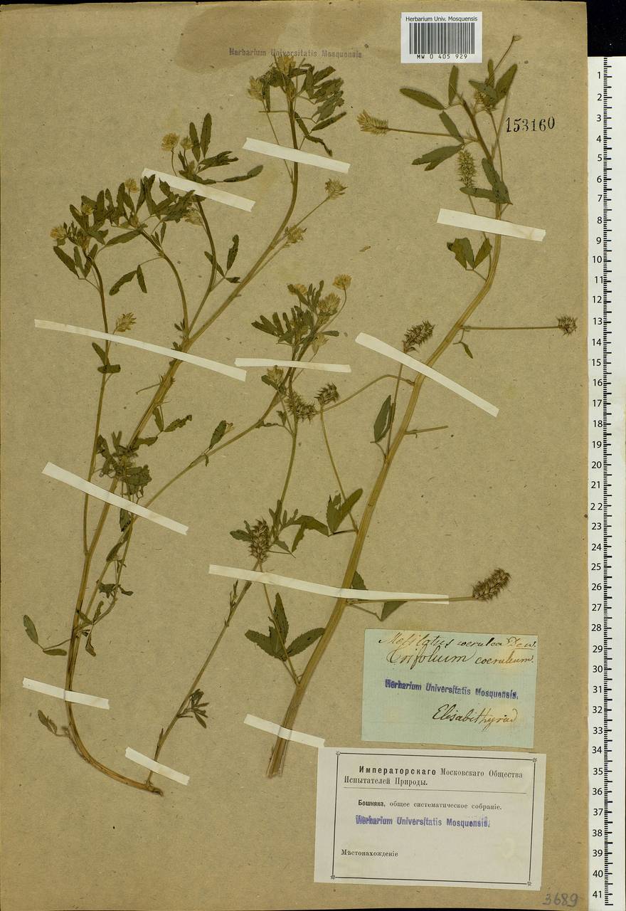 Trigonella caerulea (L.) Ser., Eastern Europe, South Ukrainian region (E12) (Ukraine)