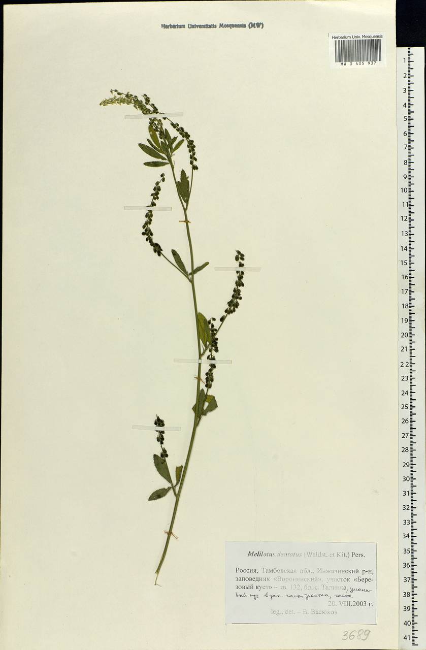 Melilotus dentatus (Waldst. & Kit.)Pers., Eastern Europe, Central forest-and-steppe region (E6) (Russia)