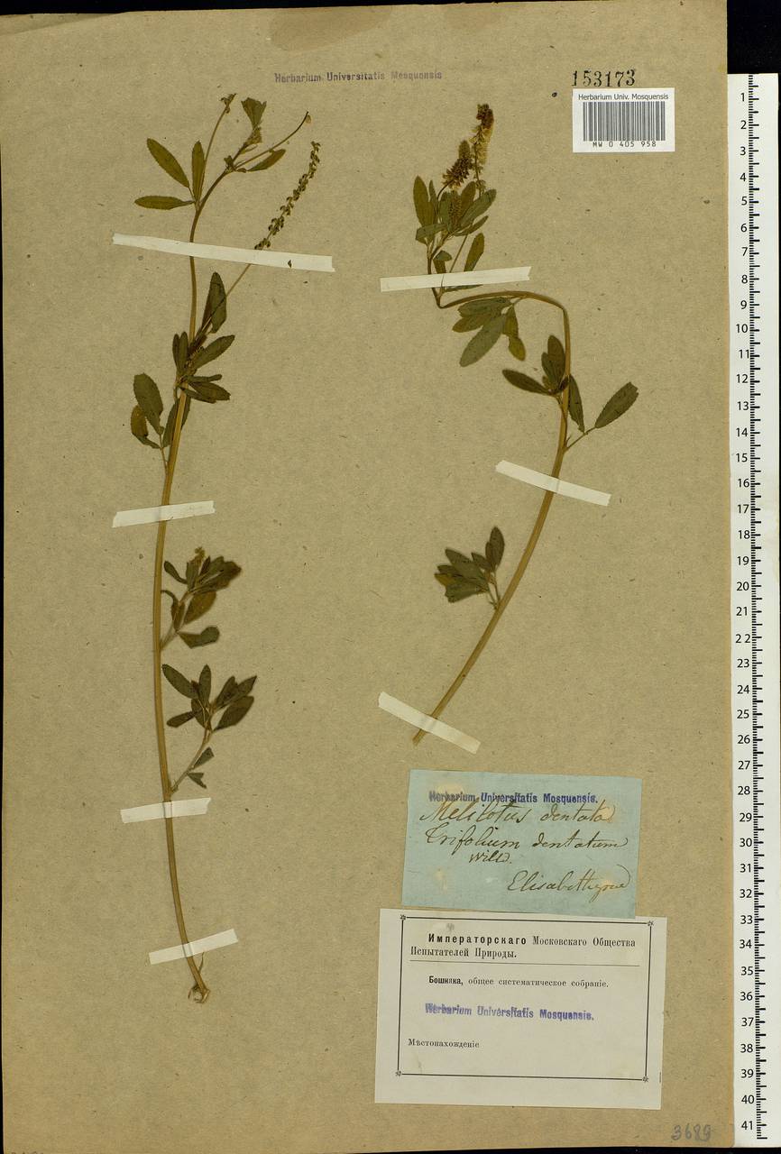 Melilotus dentatus (Waldst. & Kit.) Desf., Eastern Europe, South Ukrainian region (E12) (Ukraine)