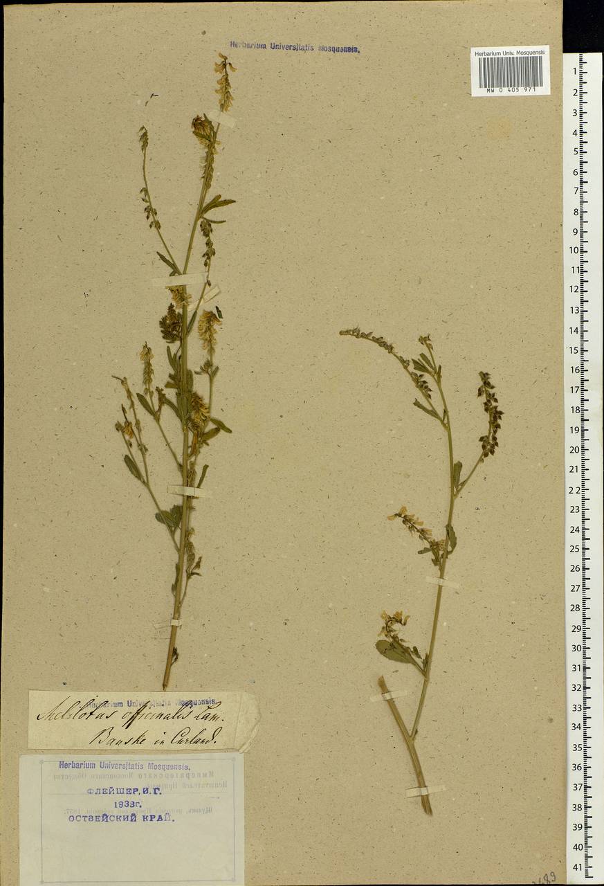 Melilotus officinalis (L.)Pall., Eastern Europe, Latvia (E2b) (Latvia)