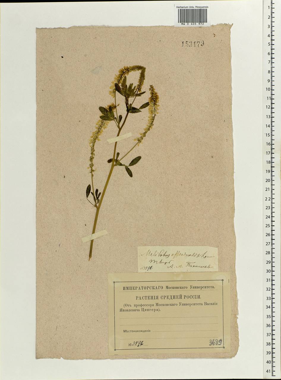 Melilotus officinalis (L.)Pall., Eastern Europe, North-Western region (E2) (Russia)