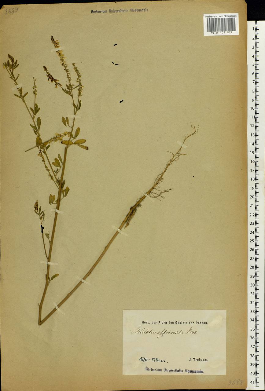 Melilotus officinalis (L.) Lam., Eastern Europe, Estonia (E2c) (Estonia)
