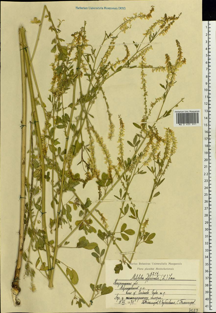 Melilotus officinalis (L.)Pall., Eastern Europe, Central region (E4) (Russia)