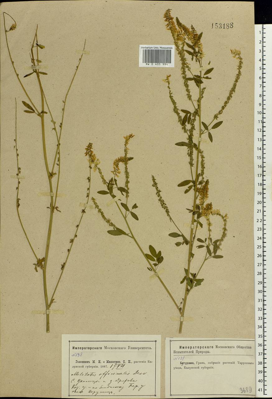 Melilotus officinalis (L.)Pall., Eastern Europe, Central region (E4) (Russia)