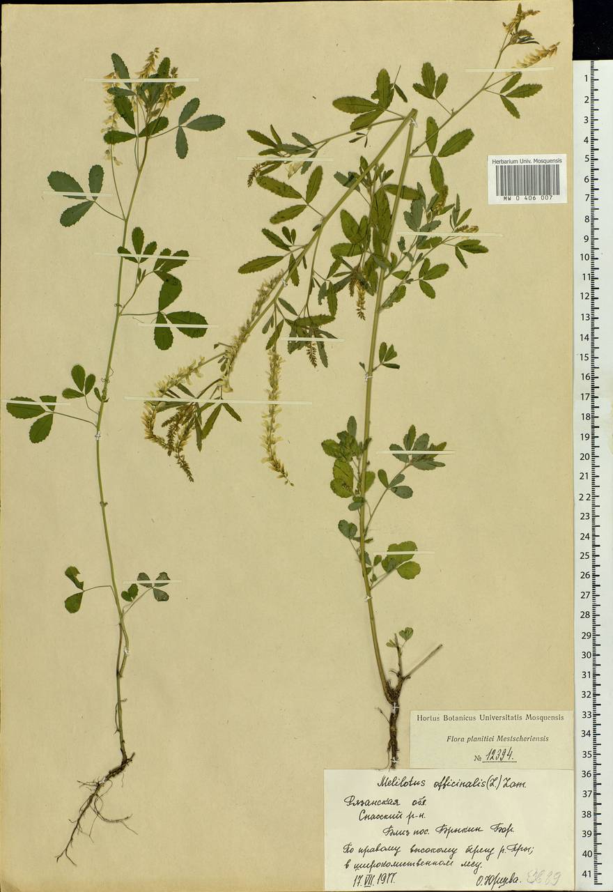 Melilotus officinalis (L.)Pall., Eastern Europe, Central region (E4) (Russia)