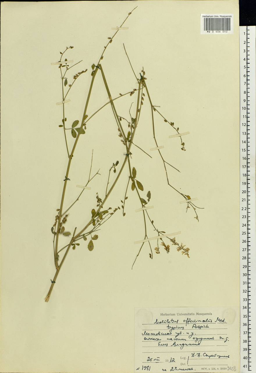 Melilotus officinalis (L.)Pall., Eastern Europe, Moscow region (E4a) (Russia)