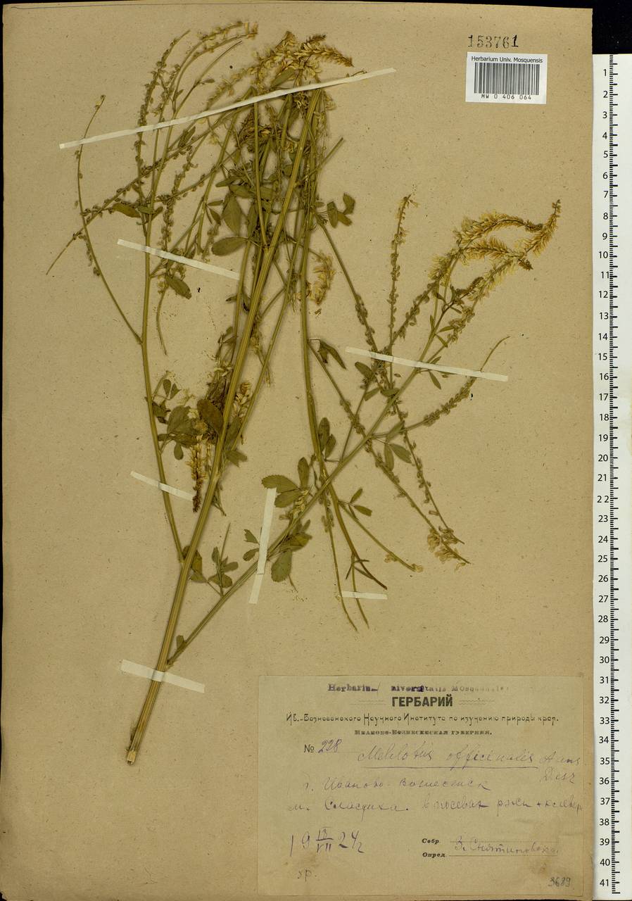 Melilotus officinalis (L.)Pall., Eastern Europe, Central forest region (E5) (Russia)