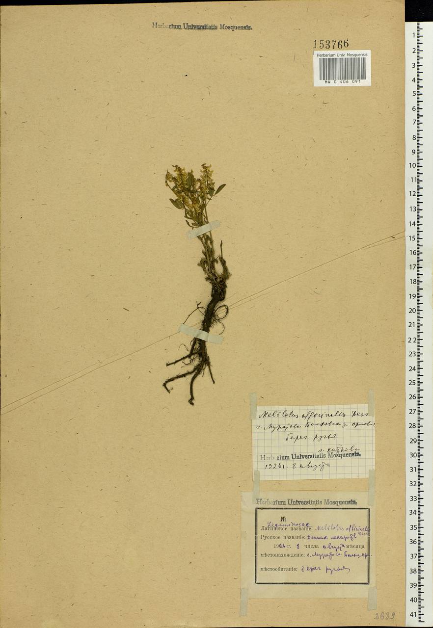 Melilotus officinalis (L.)Pall., Eastern Europe, Central forest-and-steppe region (E6) (Russia)