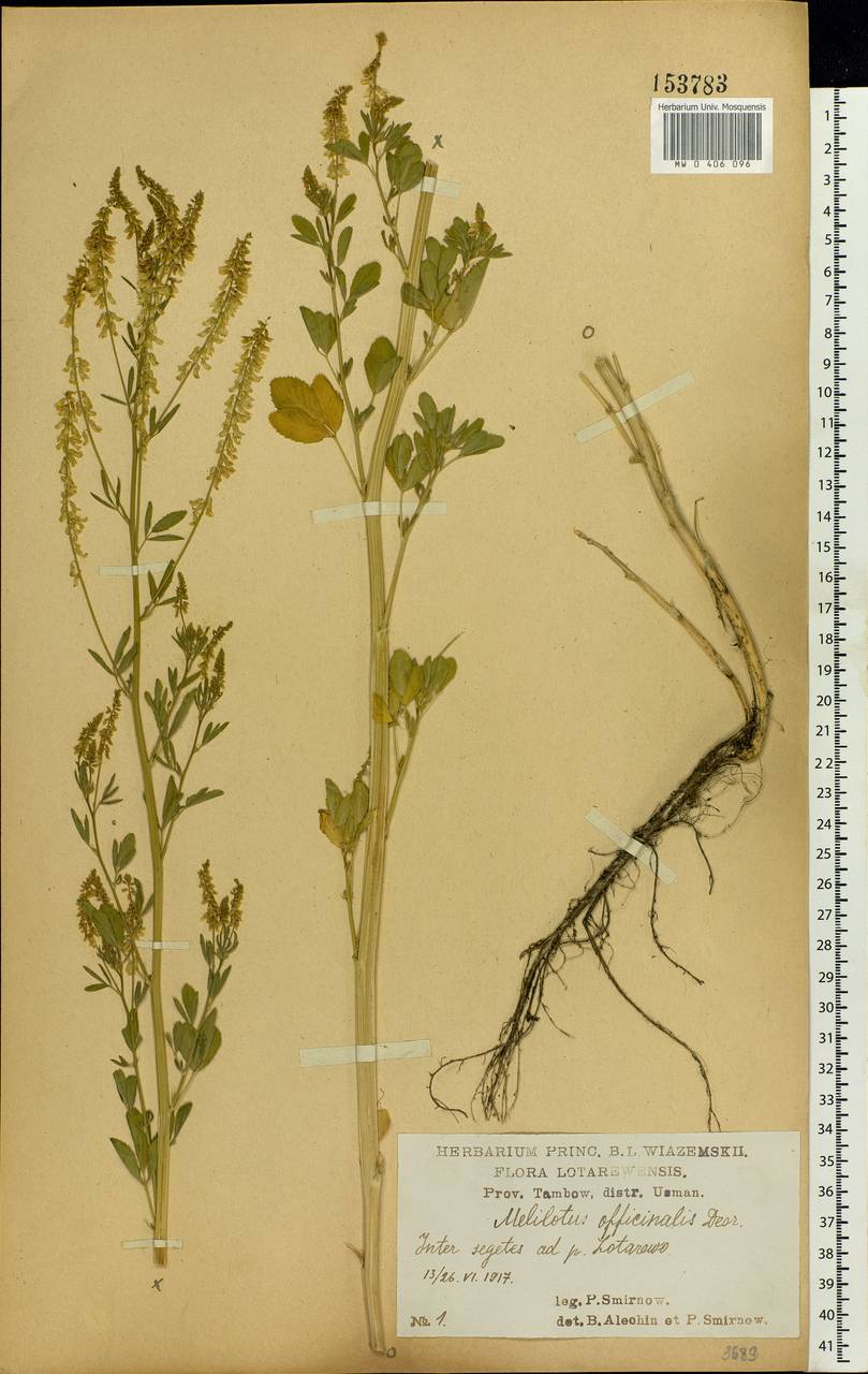 Melilotus officinalis (L.)Pall., Eastern Europe, Central forest-and-steppe region (E6) (Russia)