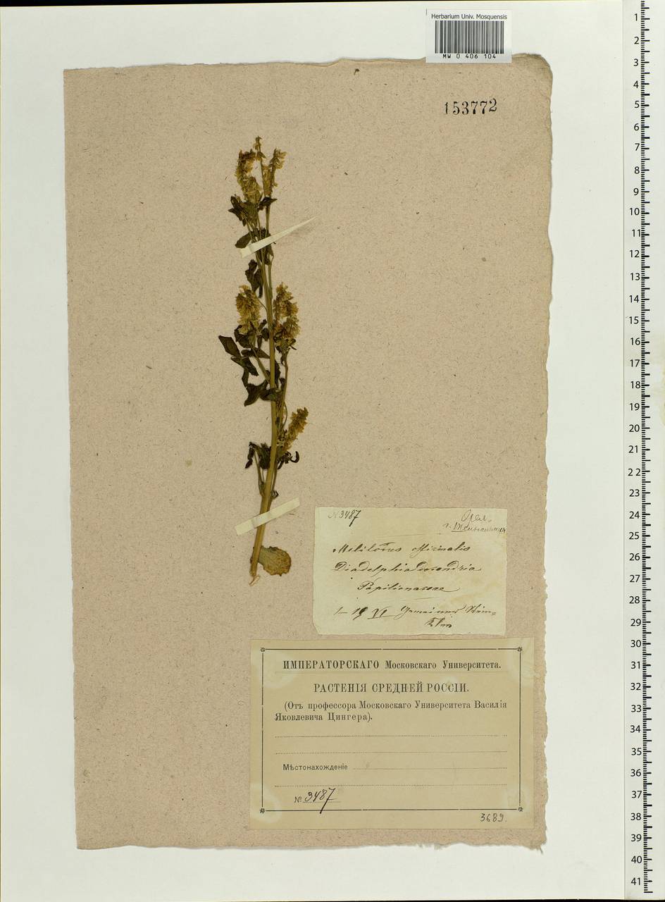 Melilotus officinalis (L.)Pall., Eastern Europe, Central forest-and-steppe region (E6) (Russia)