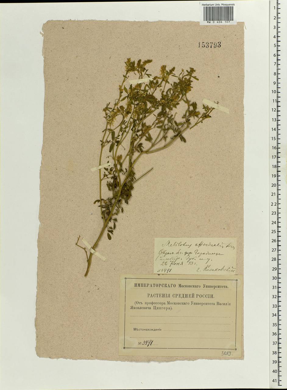 Melilotus officinalis (L.)Pall., Eastern Europe, Middle Volga region (E8) (Russia)