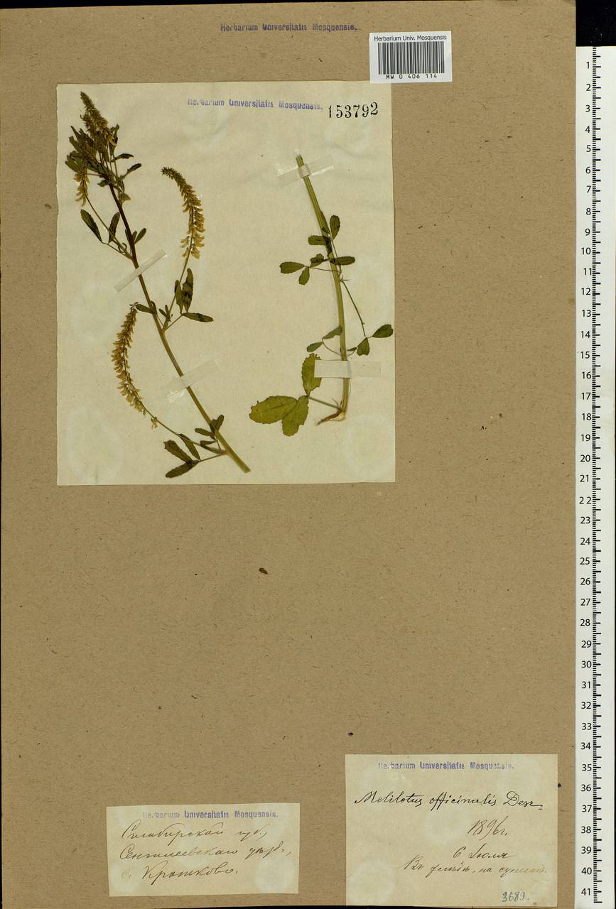 Melilotus officinalis (L.)Pall., Eastern Europe, Middle Volga region (E8) (Russia)