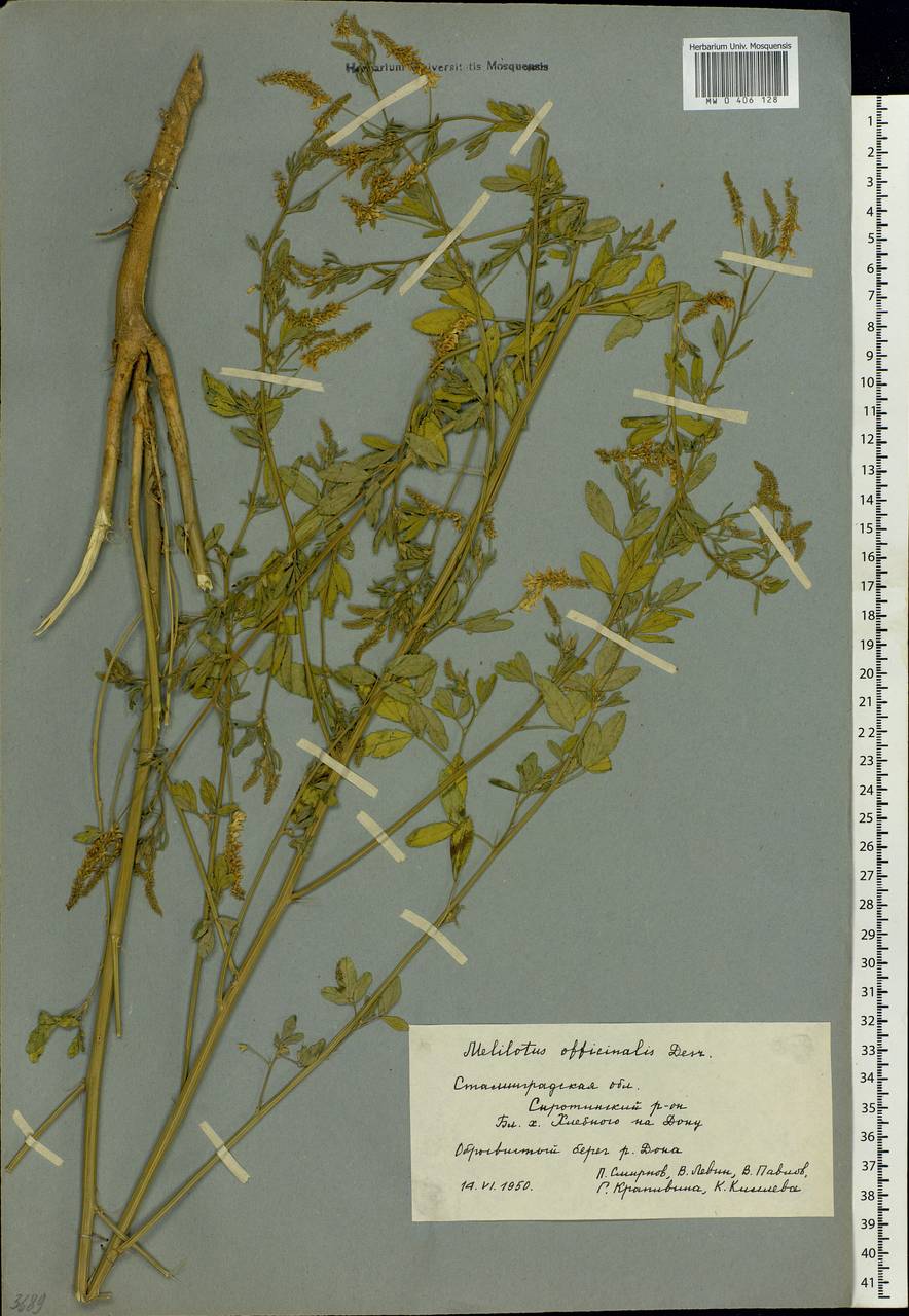 Melilotus officinalis (L.)Pall., Eastern Europe, Lower Volga region (E9) (Russia)