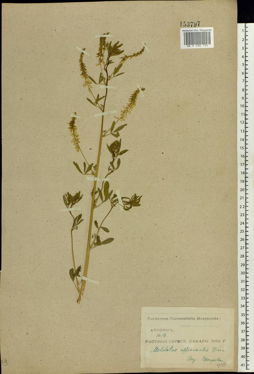 Melilotus officinalis (L.)Pall., Eastern Europe, Middle Volga region (E8) (Russia)