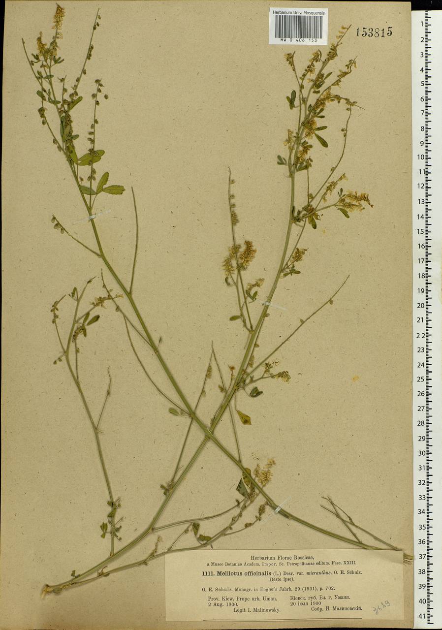 Melilotus officinalis (L.)Pall., Eastern Europe, South Ukrainian region (E12) (Ukraine)