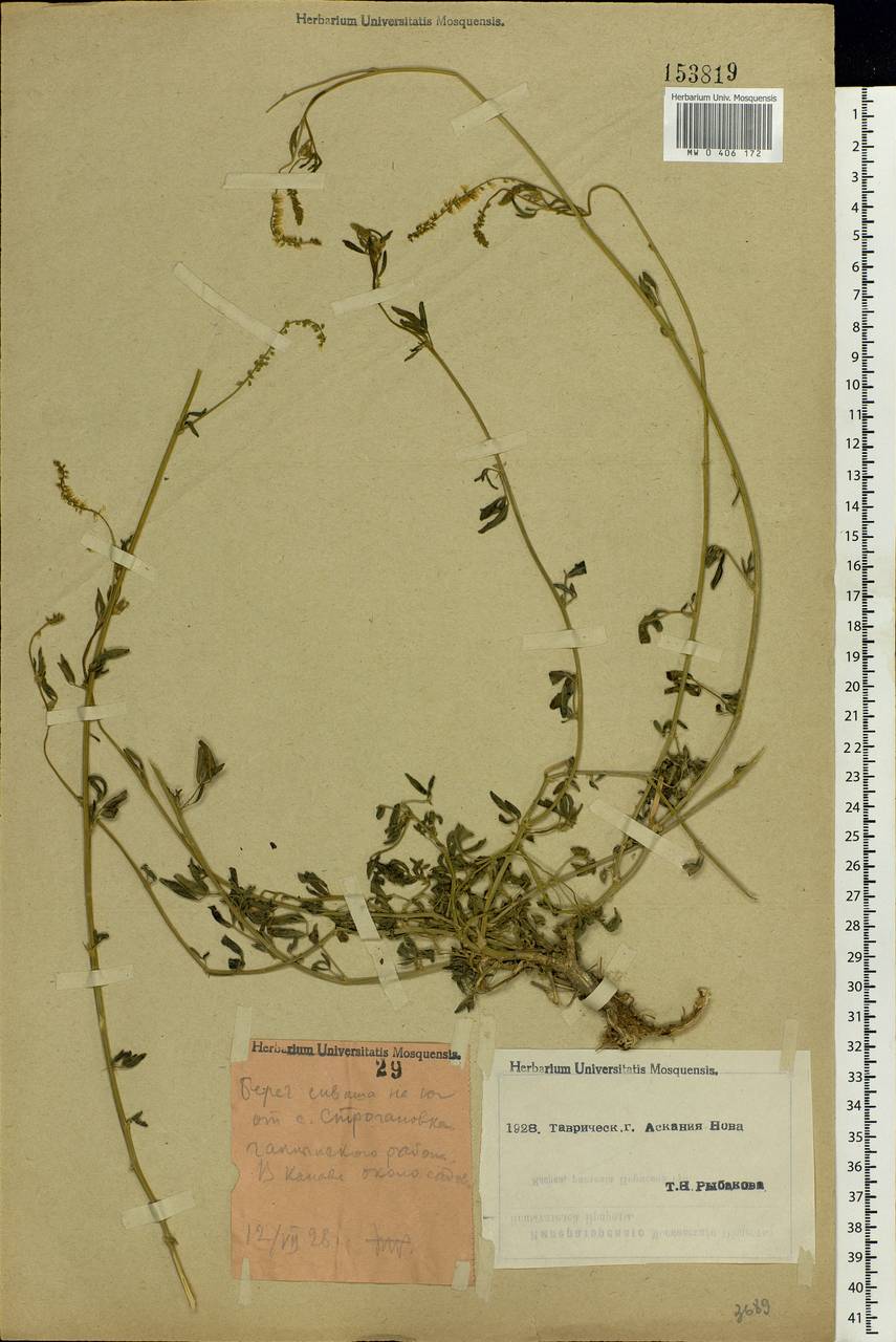 Melilotus officinalis (L.)Pall., Eastern Europe, South Ukrainian region (E12) (Ukraine)
