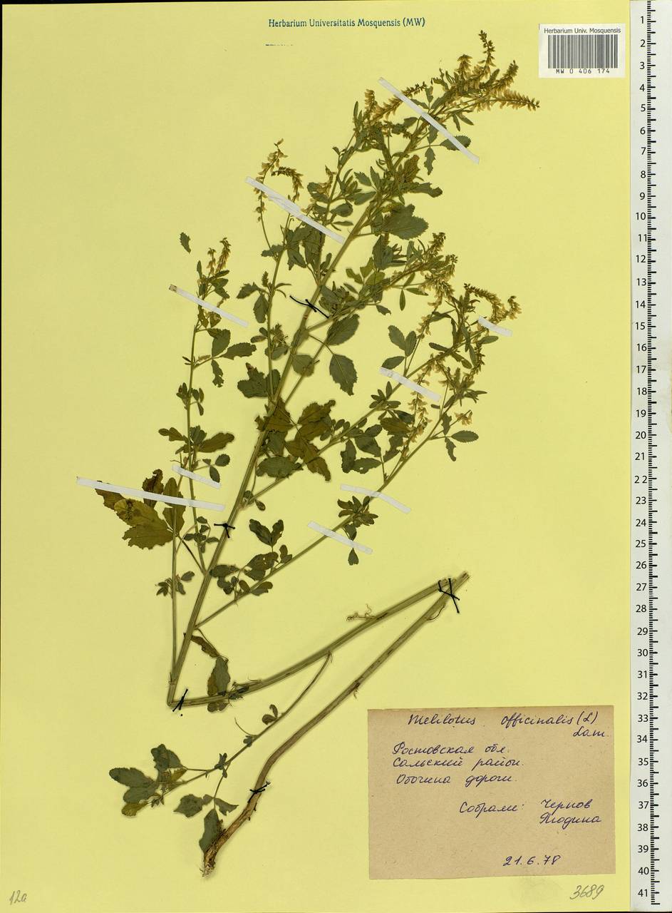 Melilotus officinalis (L.)Pall., Eastern Europe, Rostov Oblast (E12a) (Russia)