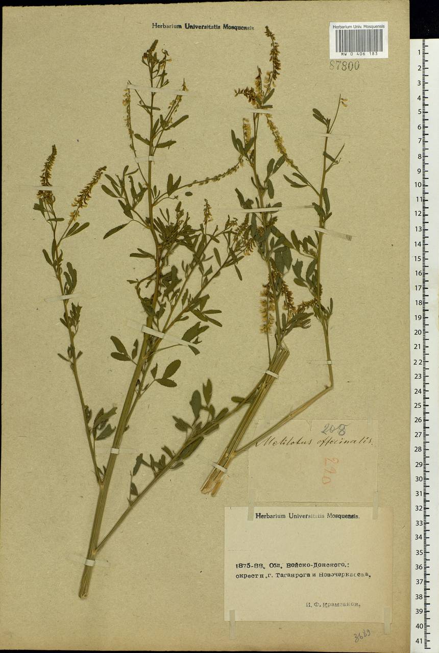 Melilotus officinalis (L.)Pall., Eastern Europe, Rostov Oblast (E12a) (Russia)