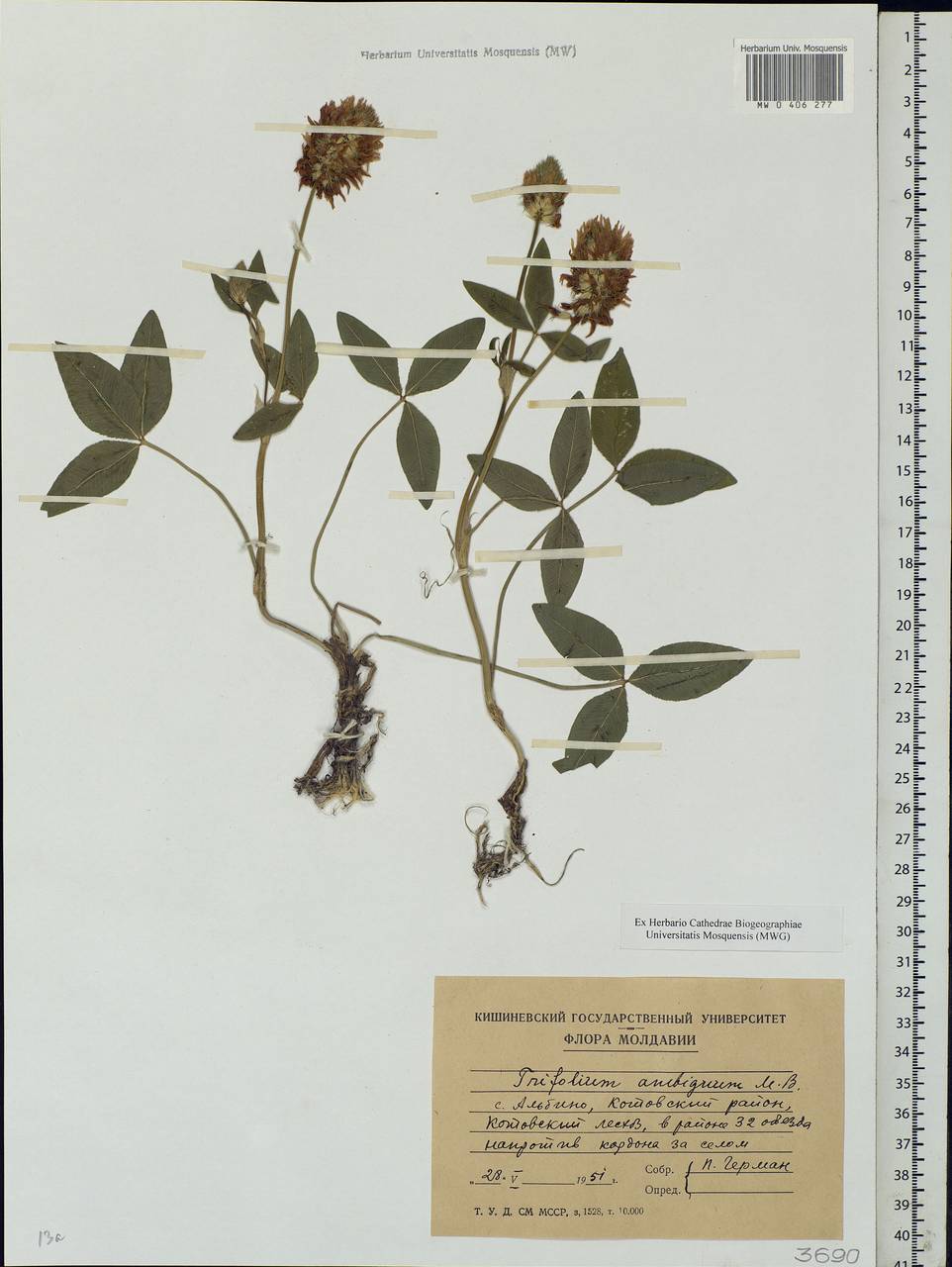 Trifolium ambiguum M.Bieb., Eastern Europe, Moldova (E13a) (Moldova)