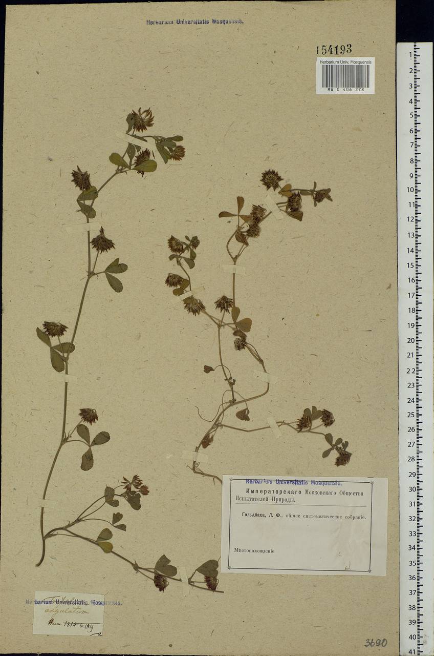 Trifolium angulatum Waldst. & Kit., Eastern Europe, Lower Volga region (E9) (Russia)