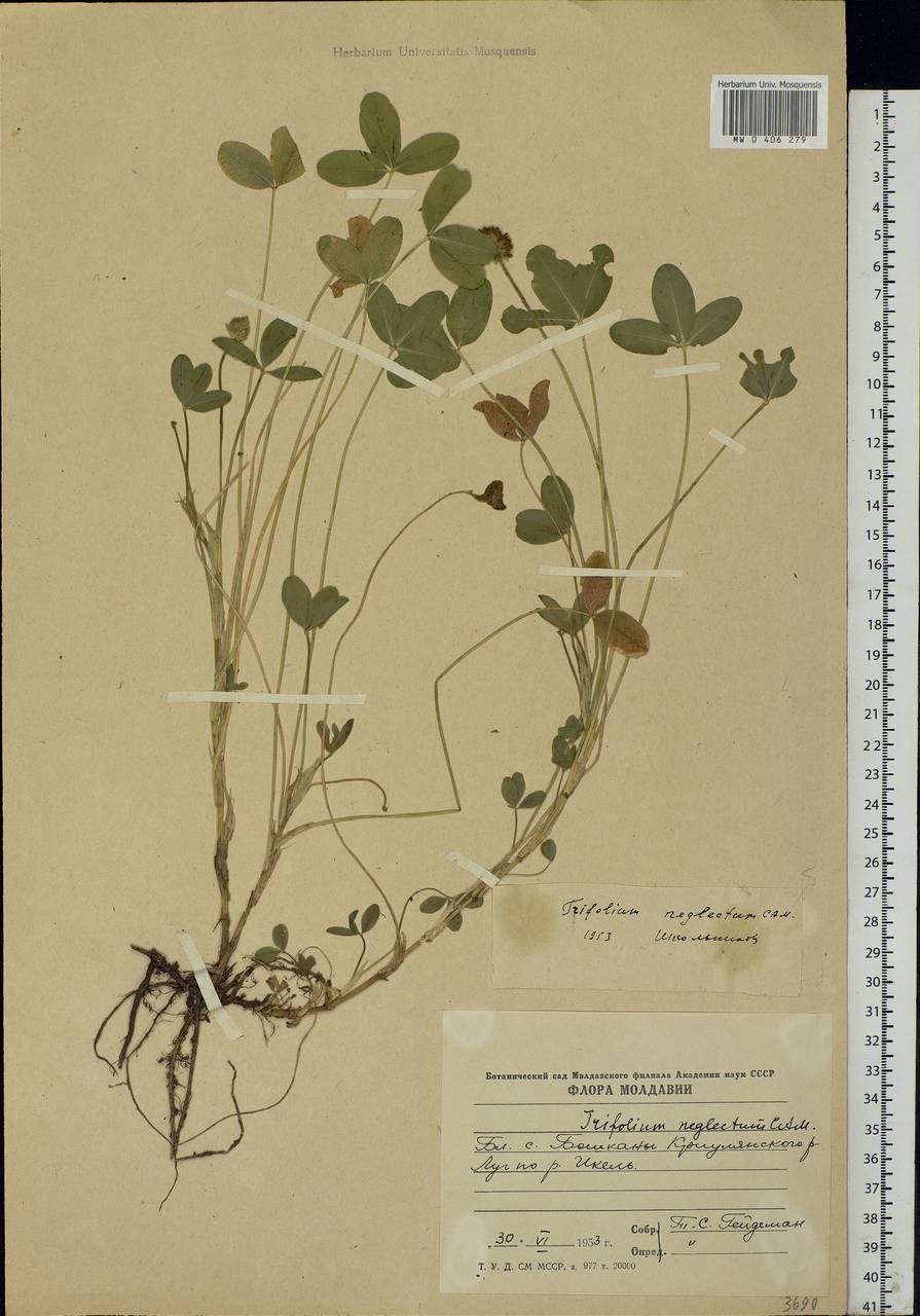 Trifolium fragiferum subsp. bonannii (C.Presl)Sojak, Eastern Europe, Moldova (E13a) (Moldova)