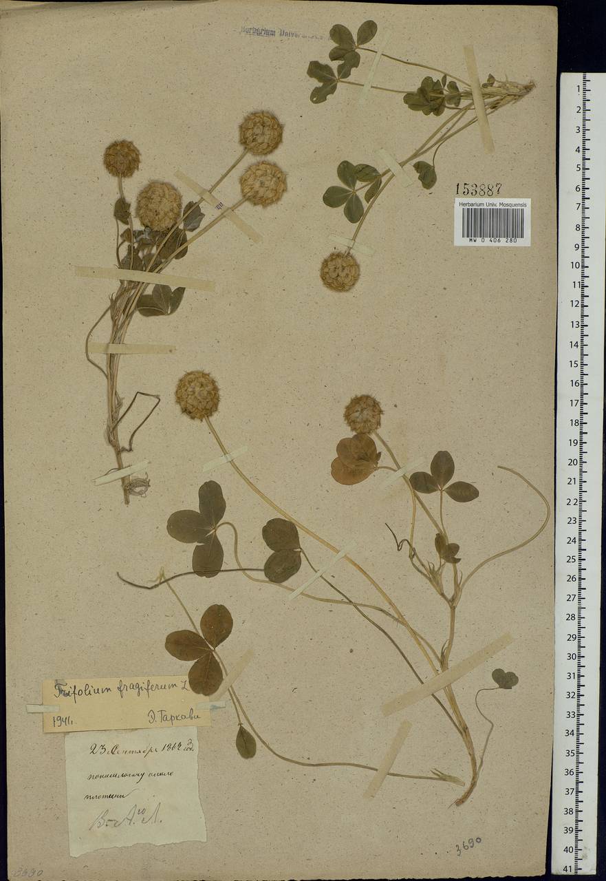 Trifolium fragiferum L., Eastern Europe (no precise locality) (E0) (Not classified)