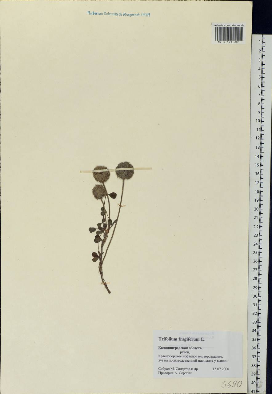 Trifolium fragiferum L., Eastern Europe, North-Western region (E2) (Russia)