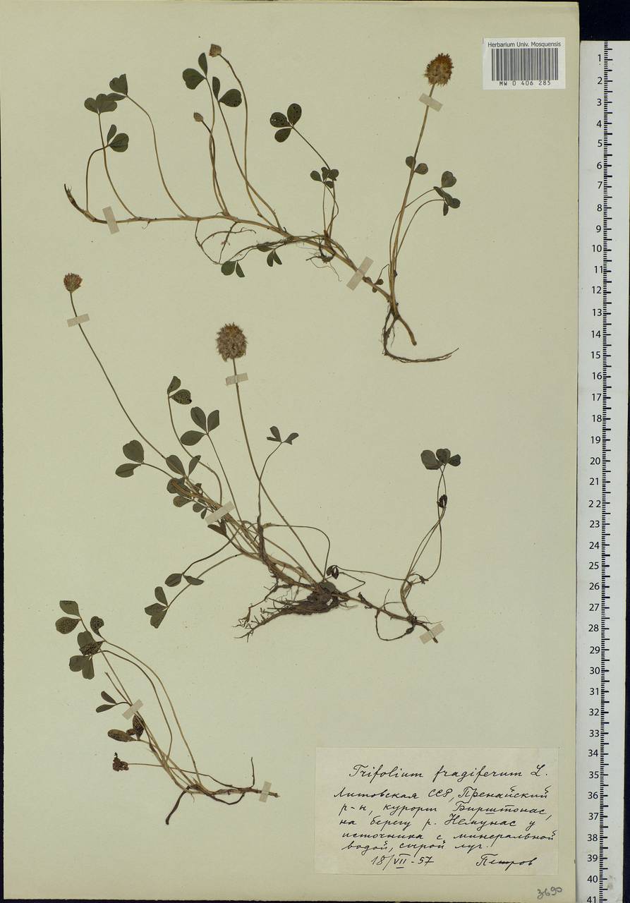 Trifolium fragiferum L., Eastern Europe, Lithuania (E2a) (Lithuania)
