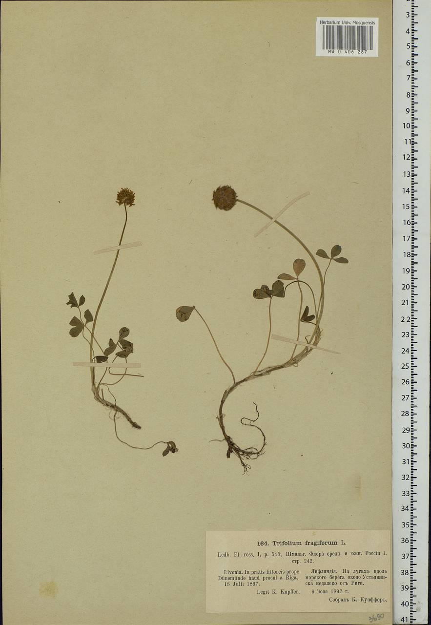 Trifolium fragiferum L., Eastern Europe, Latvia (E2b) (Latvia)