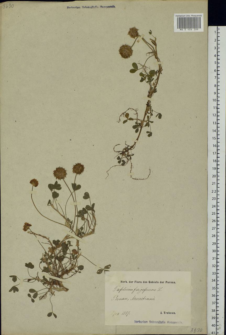 Trifolium fragiferum L., Eastern Europe, Estonia (E2c) (Estonia)