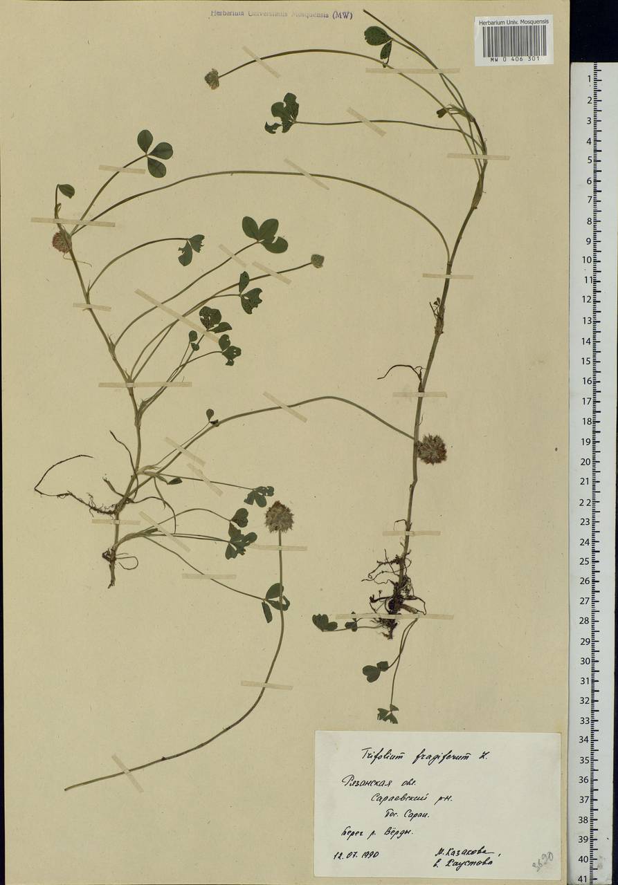 Trifolium fragiferum L., Eastern Europe, Central region (E4) (Russia)