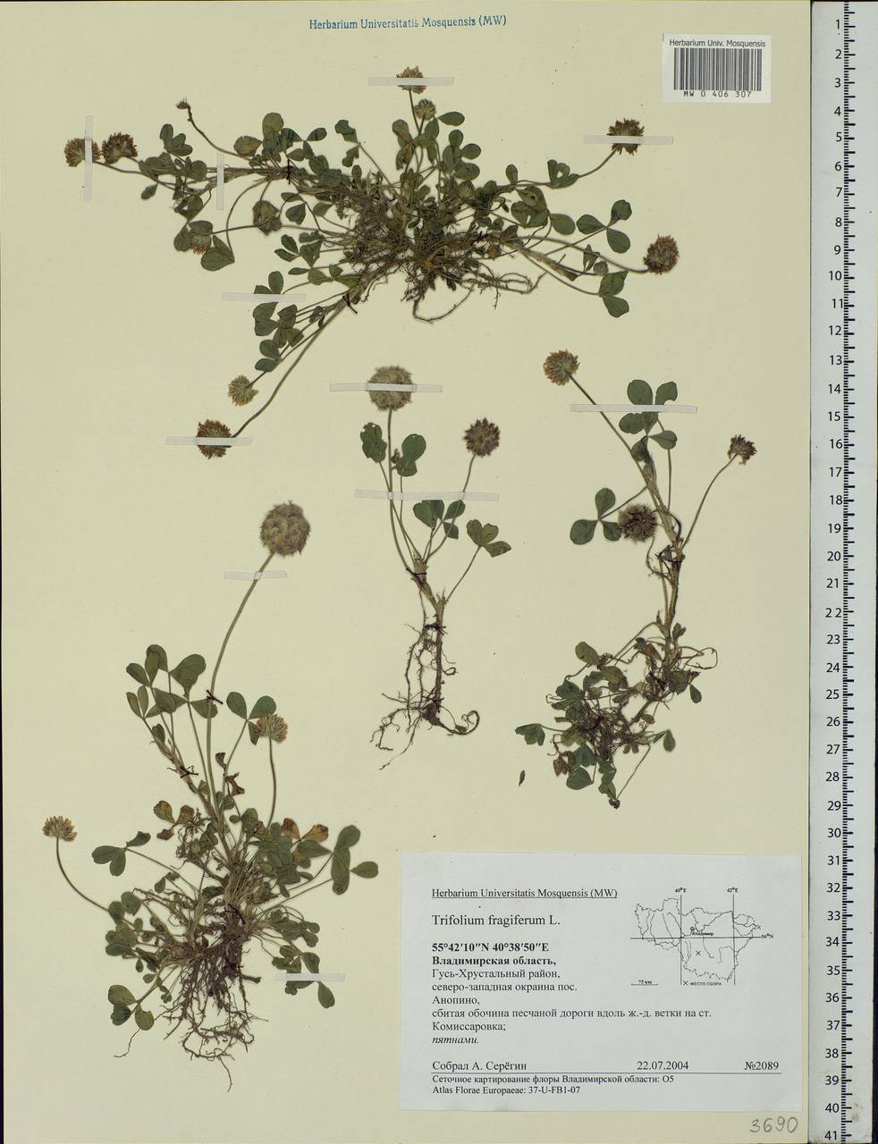 Trifolium fragiferum L., Eastern Europe, Central region (E4) (Russia)