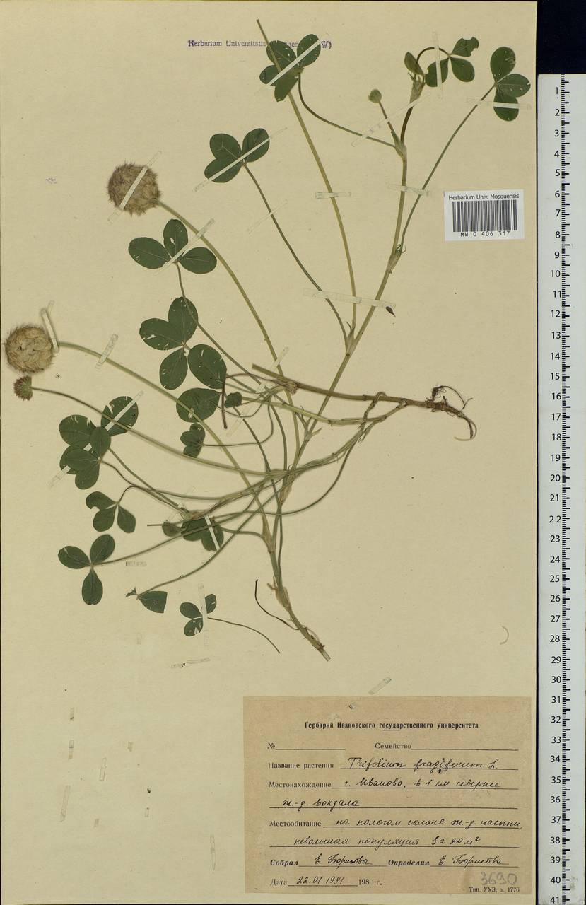Trifolium fragiferum L., Eastern Europe, Central forest region (E5) (Russia)