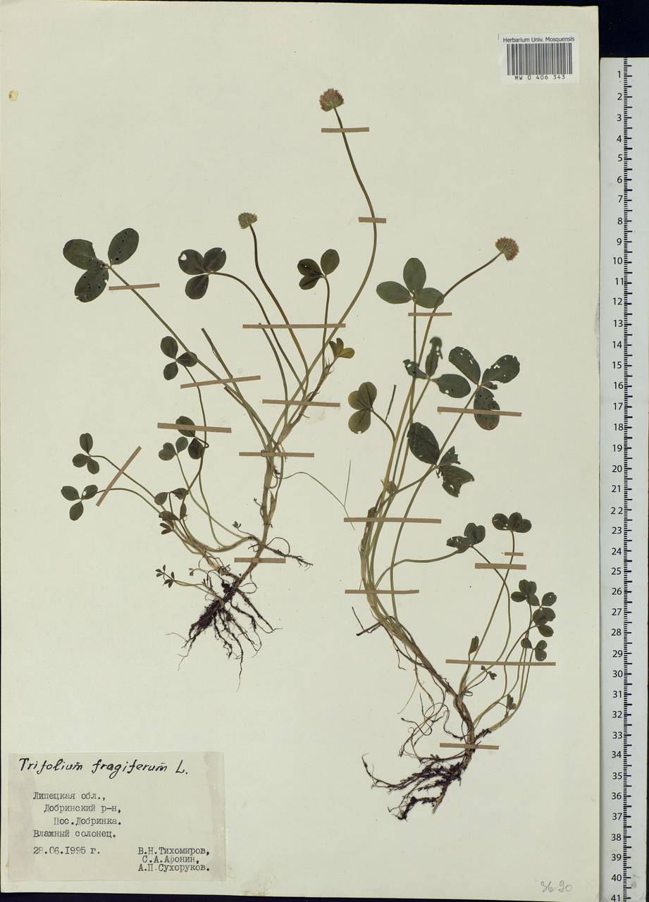 Trifolium fragiferum L., Eastern Europe, Central forest-and-steppe region (E6) (Russia)