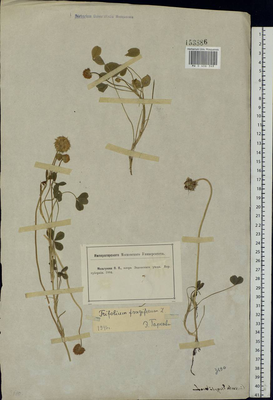 Trifolium fragiferum L., Eastern Europe, Central forest-and-steppe region (E6) (Russia)
