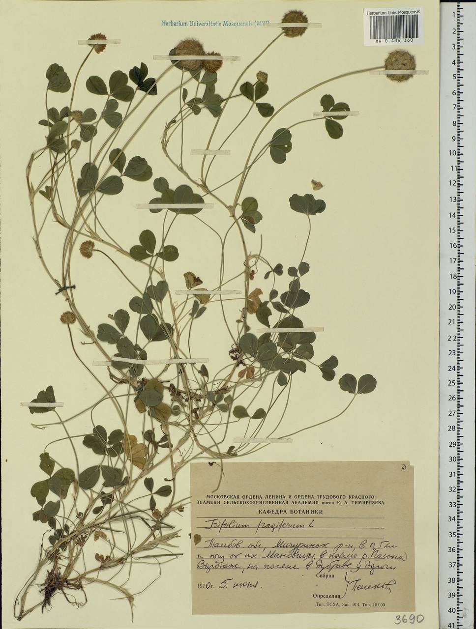 Trifolium fragiferum L., Eastern Europe, Central forest-and-steppe region (E6) (Russia)