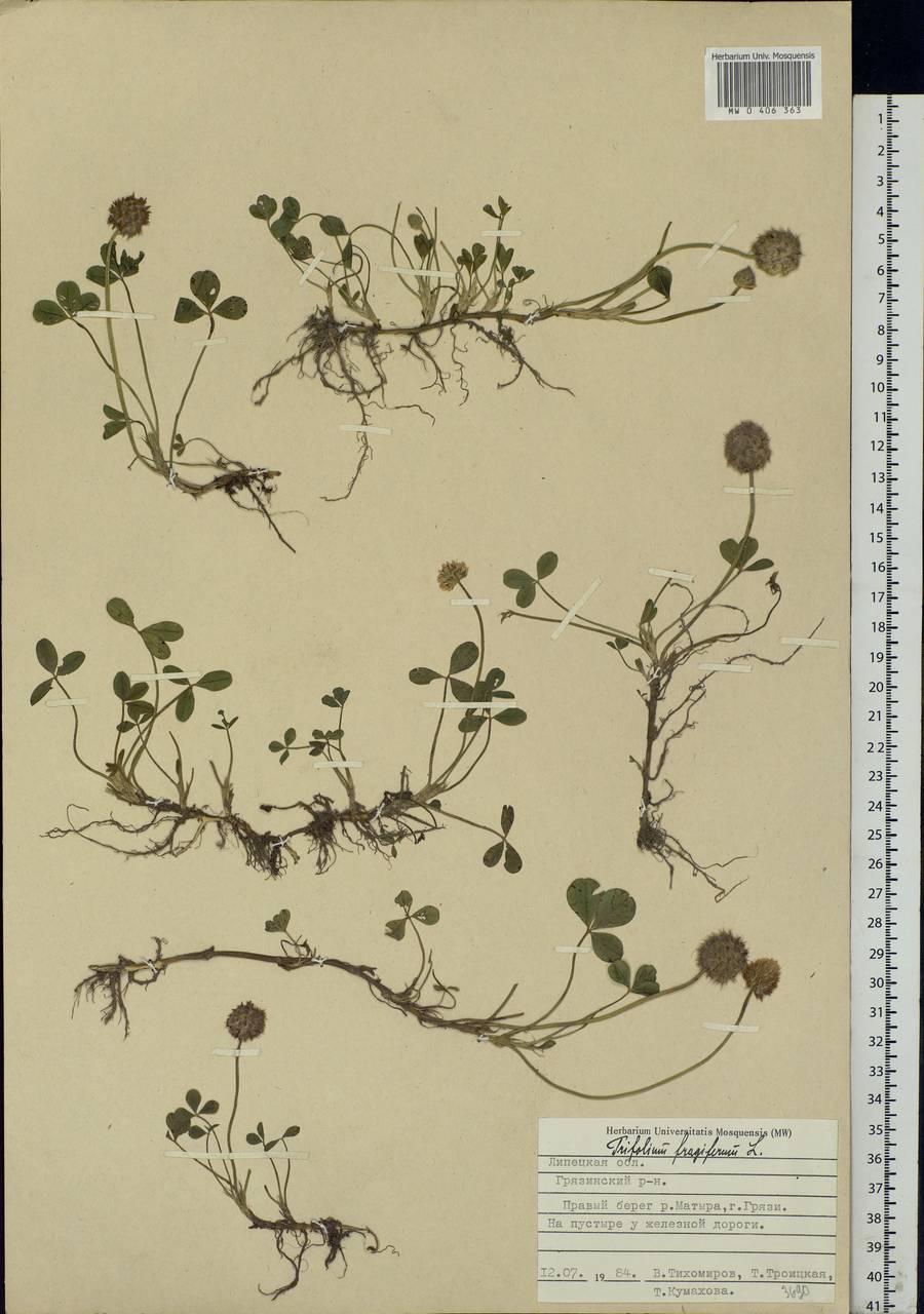 Trifolium fragiferum L., Eastern Europe, Central forest-and-steppe region (E6) (Russia)