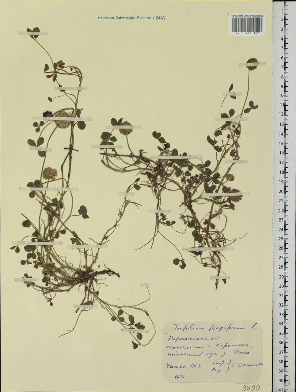 Trifolium fragiferum L., Eastern Europe, Central forest-and-steppe region (E6) (Russia)