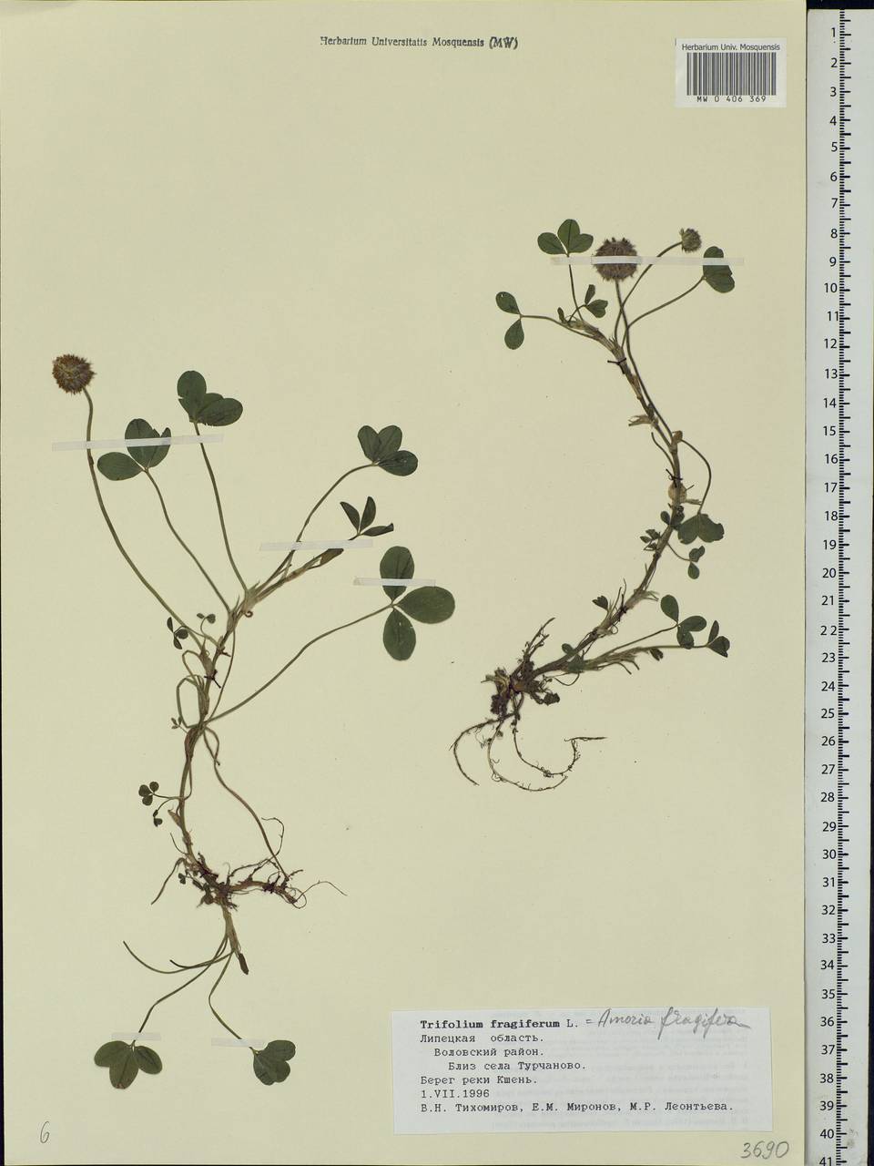 Trifolium fragiferum L., Eastern Europe, Central forest-and-steppe region (E6) (Russia)