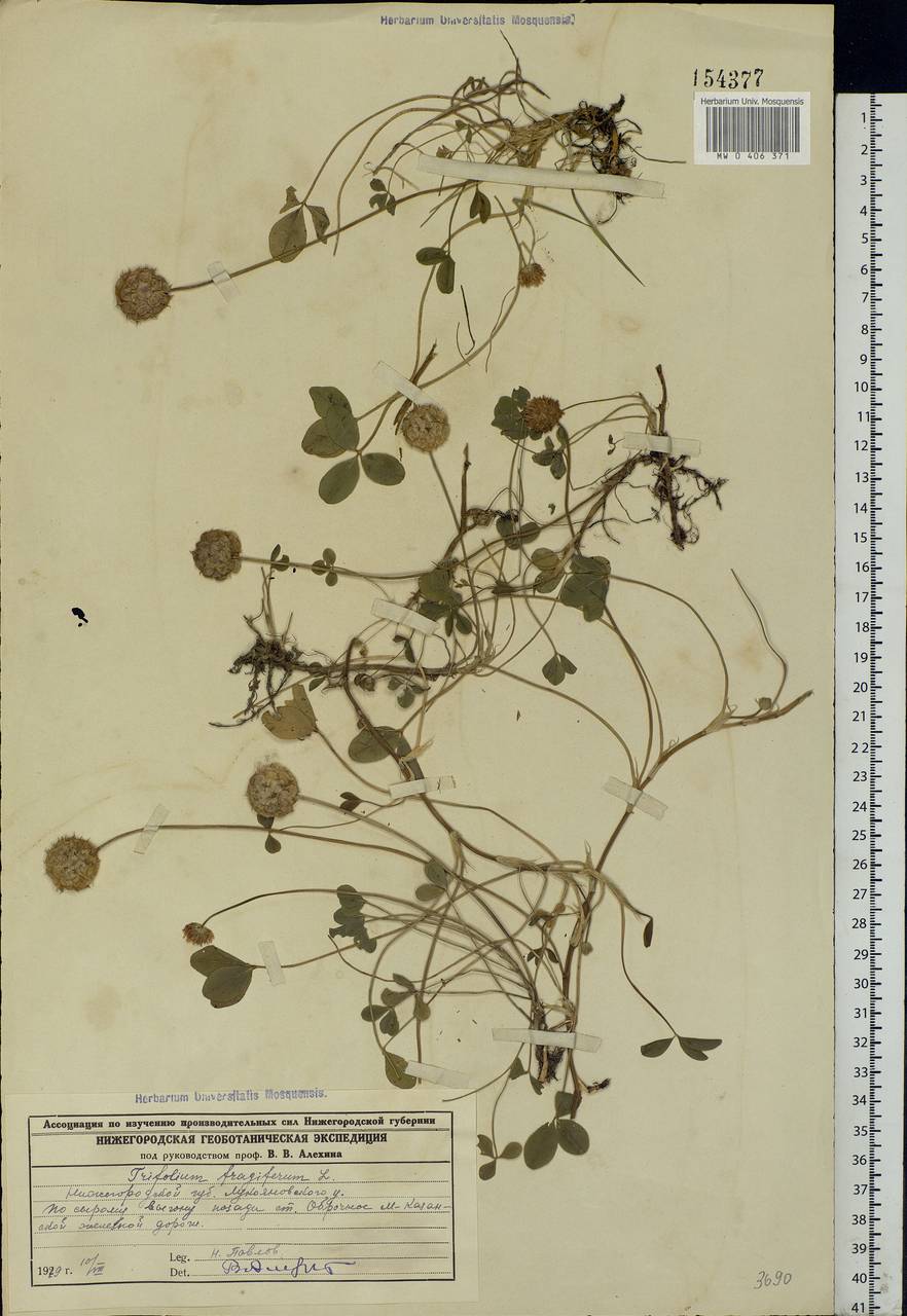 Trifolium fragiferum L., Eastern Europe, Middle Volga region (E8) (Russia)