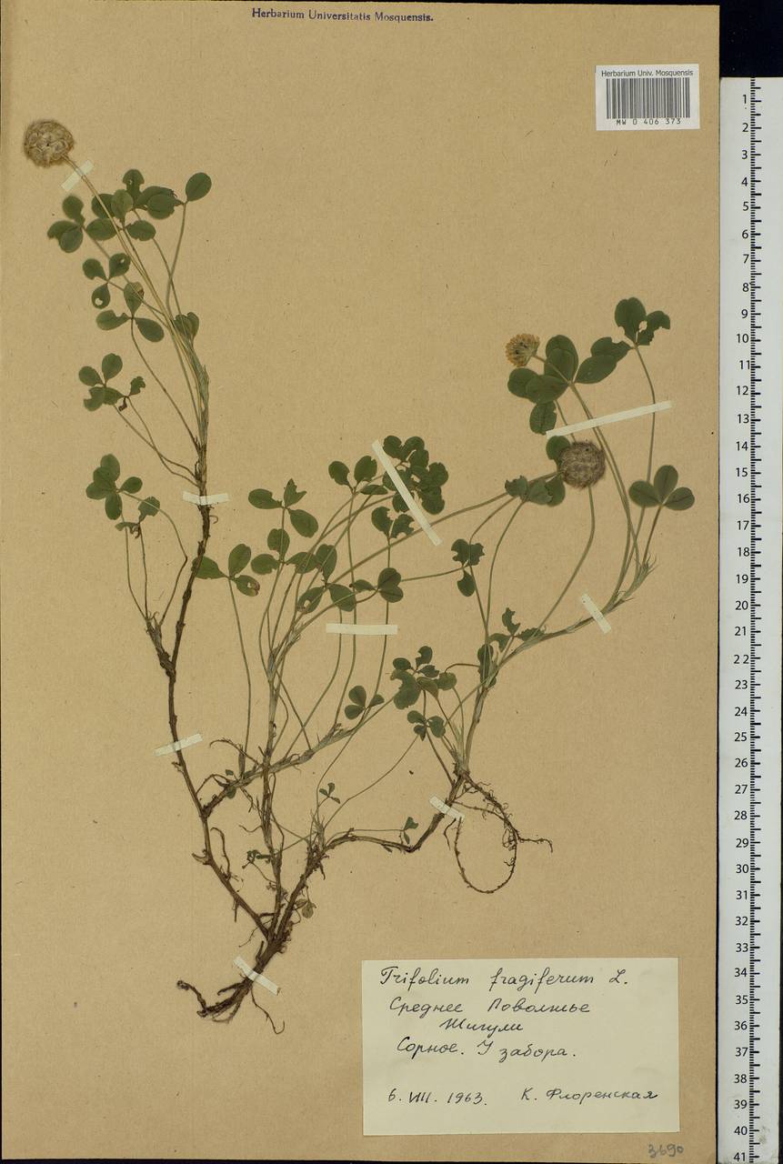 Trifolium fragiferum L., Eastern Europe, Middle Volga region (E8) (Russia)