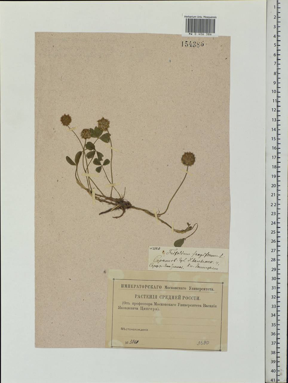 Trifolium fragiferum L., Eastern Europe, Lower Volga region (E9) (Russia)