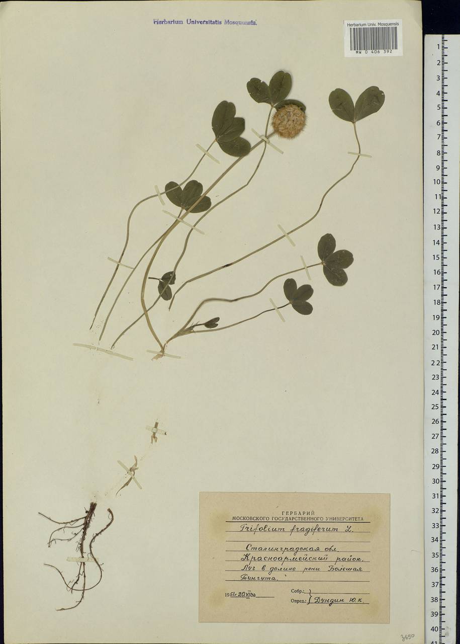 Trifolium fragiferum L., Eastern Europe, Lower Volga region (E9) (Russia)