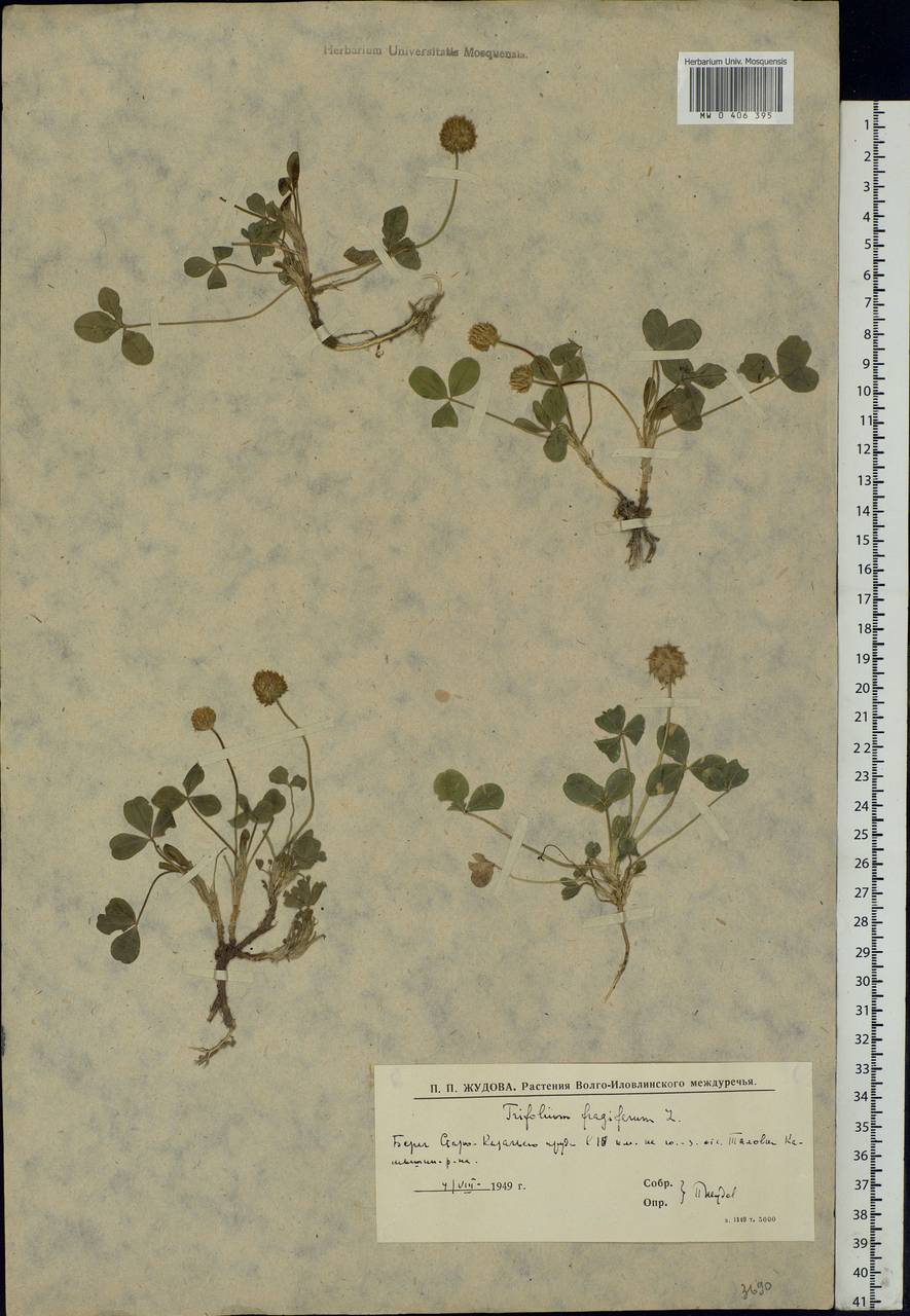 Trifolium fragiferum L., Eastern Europe, Lower Volga region (E9) (Russia)