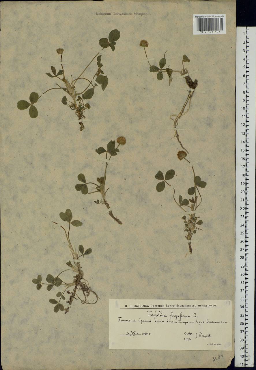 Trifolium fragiferum L., Eastern Europe, Lower Volga region (E9) (Russia)